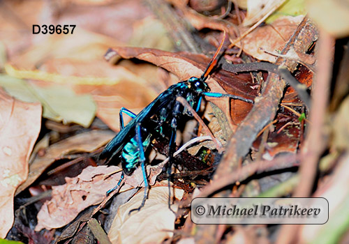 Giant Spider-hunting Wasp (Pepsis inclyta)